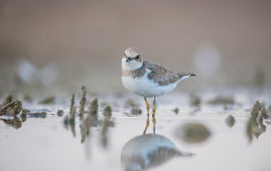 Little Ringed Plover (Charadrius dubius) is one of the most common waterfowl in the Tigris Valley.
