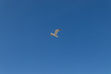 seagull in flight over a cloudless blue sky