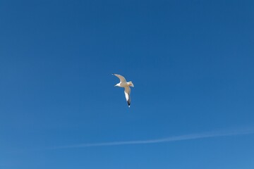 seagull in flight over a cloudless blue sky