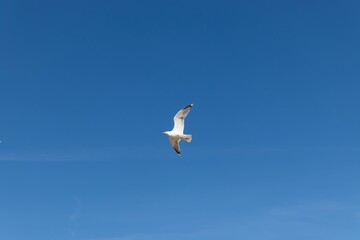 seagull in flight over a cloudless blue sky