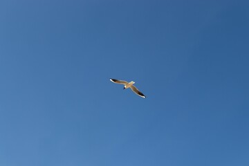 seagull in flight over a cloudless blue sky