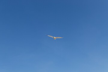 seagull in flight over a cloudless blue sky