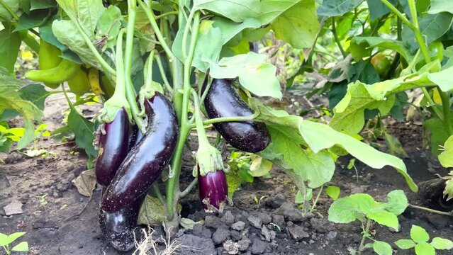 Eggplant bush. Lilac eggplants are ripening in the garden. Eggplants hang on the branches among the leaves. Eggplant ripening on a bush in a greenhouse. The concept of agriculture. Black variety of eg