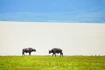  African buffalo stands on the shore of a lake in the Ngorongoro African National Park with blue mountains in the background