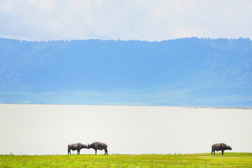 African buffalo stands on the shore of a lake in the Ngorongoro African National Park with blue...
