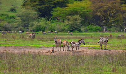 Fototapeta na wymiar a large herd of zebras on a green meadow against the background of trees in the ngorongoro national african park