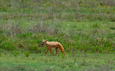 One of alert golden jackal  in Ngorongoro Crater Conservation Area in Tanzania,  Africa.  very rarely seen and are omnivores.