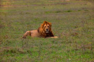 a large wild African lion lies on the green grass and looks into the camera. in ngorongoro national park in africa