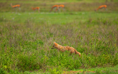 One of alert golden jackal hunting in Ngorongoro Crater Conservation Area in Tanzania,  Africa.  very rarely seen and are omnivores.