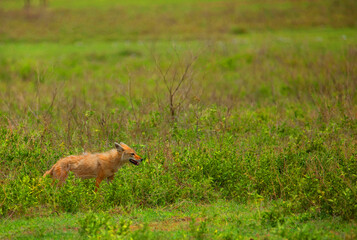 One of alert golden jackal hunting in Ngorongoro Crater Conservation Area in Tanzania,  Africa.  very rarely seen and are omnivores.