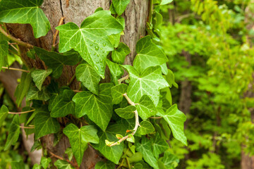Ivy or English ivy climbing an old rough tree, on the leaves drops after the rain. Close-up photo. Hedera helix, an evergreen plant.