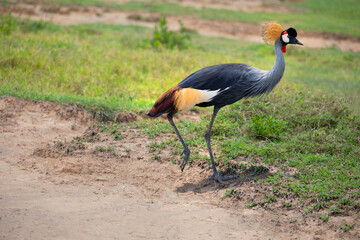 the symbol of Uganda Grey Crowned Crane walking on green grass in ngorongoro national reserve
