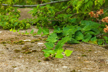 Ivy or Common Ivy climbing an old mossy wall, on the leaves drops after the rain. Selective focus. Close-up photo. Hedera helix, an evergreen plant.