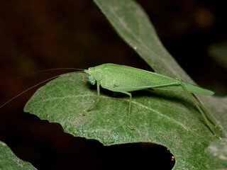 Sickle-bearing Bush-cricket. Phaneroptera nana     