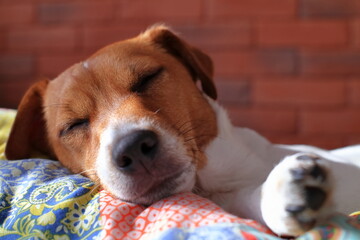 A small dog with a brown head is sleeping on the sheets. Na pościeli śpi mały piesek z brązową głową. © jarizPJ