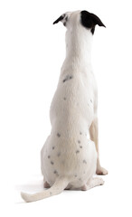 cute white dog with a black stain sitting back view