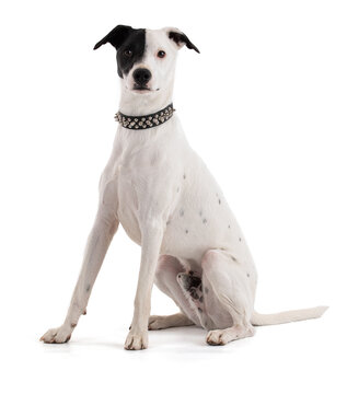 cute punk white dog with a black stain