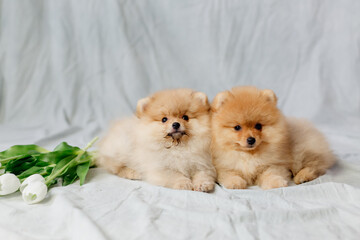 two small red fluffy pomeranians sits in a wicker basket on a gray background with white tulips