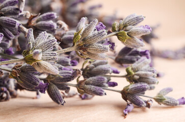 A sprig of dry lavender