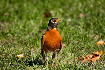 Robin