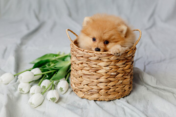 small red fluffy pomeranian sits in a wicker basket on a gray background