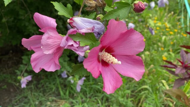 Natural background with mallow flowers after rain