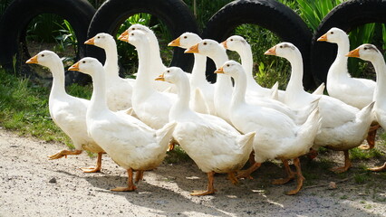 Flock of domestic geese on a green meadow. Summer green rural farm landscape. Geese in the grass,...