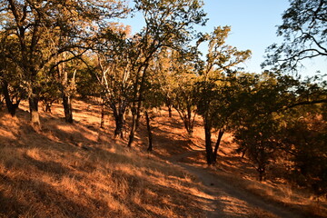sun shine in the trees