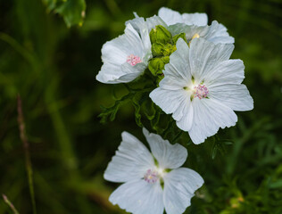 Musk mallow flower, blooming tender white summer Malva moschata flower branch - obrazy, fototapety, plakaty