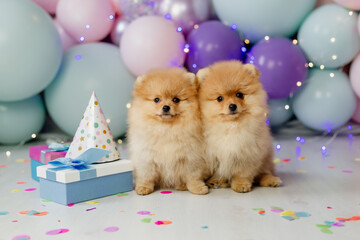 Fototapeta na wymiar two small red fluffy pomeranians in cardboard birthday caps sitting on a background of balloons
