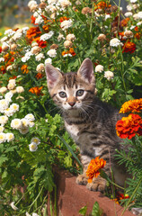 cute kitten cat stands in bright summer flowers in the garden looks at the camera close-up. High quality photo