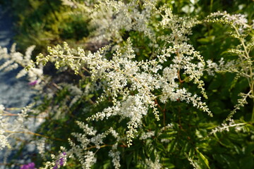 Obraz premium Goatsbeard is an attractive perennial plant. Goatsbeard, Aruncus dioicus, is a North American perennial with feathery plumes of cream colored flowers in late spring or summer.