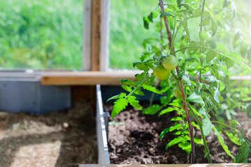 young, healthy bushes of green tomatoes grow in a greenhouse on a sunny day.