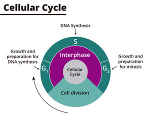 Cellular cycle diagram. Cell cycle phases. Life cycle of a cell. DNA Synthesis, cell division, interphase. Vector illustration. Didactic illustration.
