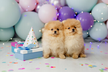 Fototapeta na wymiar two small red fluffy pomeranians in cardboard birthday caps sitting on a background of balloons