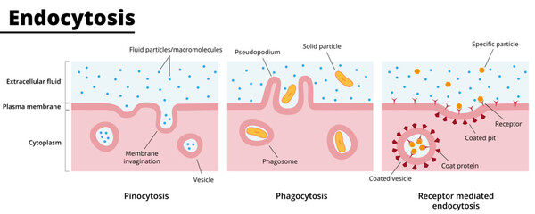 Types of endocytosis. Process of engulfing particles by eukaryotic cells. Phagocytosis, pinocytosis, and receptor-mediated endocytosis. Vector illustration. Didactic illustration.
