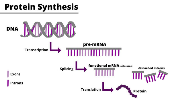 Protein synthesis process. Production of proteins from DNA. Processes of transcription, splicing and traduction. Vector illustration. Didactic illustration.

