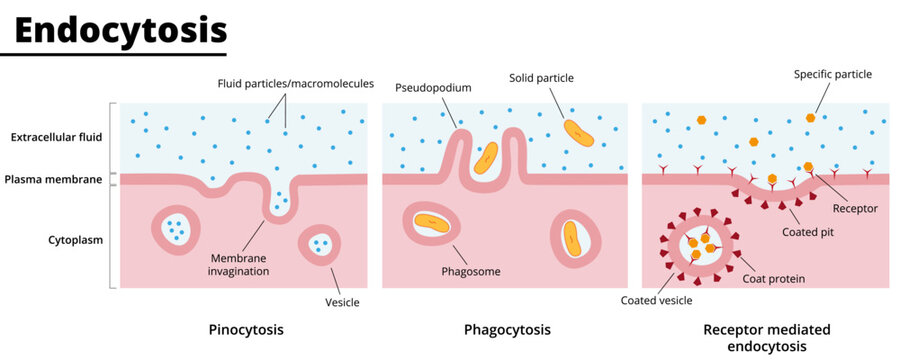 Types of endocytosis. Process of engulfing particles by eukaryotic cells. Phagocytosis, pinocytosis, and receptor-mediated endocytosis. Vector illustration. Didactic illustration.
