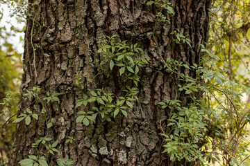 approach to the trunk of a tree with a vine in the middle of nature