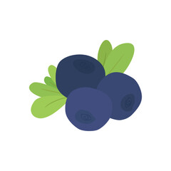 Illustration of blueberries. Vector baby fruit for design