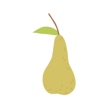 Pear illustration. Vector drawing of fruit for design