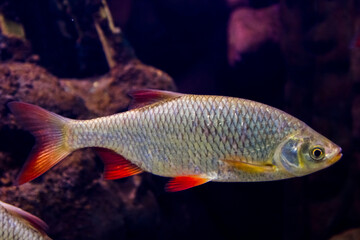Common rudd freshwater fish in the dark water