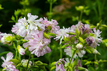 Obraz na płótnie Canvas Saponaria officinalis white flowers in summer garden. Common soapwort, bouncing-bet, crow soap, wild sweet William plant