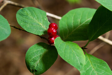 Festive Holiday Honeysuckle Branch with Red Berries Lonicera xylosteum