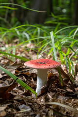 Russula emetica, commonly known as the sickener, emetic russula, or vomiting russula, is a basidiomycete mushroom