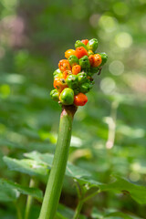 Arum maculatum with red berries also called Cuckoo Pint or Lords and Ladies, poisonous woodland plant against a dark green background, copy space, close-up shot, selected focus, narrow depth of field