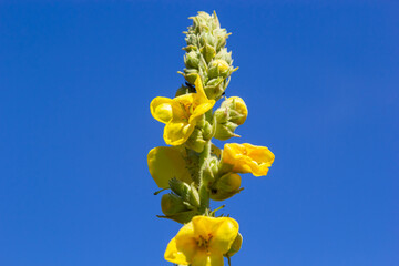 Verbascum speciosum yellow widflowers bees pollination. summer day