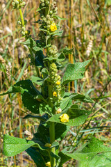 Verbascum speciosum yellow widflowers bees pollination. summer day