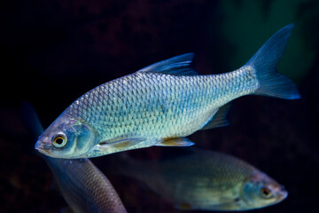 Common roach freshwater fish in dark water
