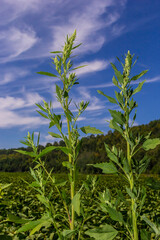 Lambs quarter flowers Lamb's quarter Chenopodium album is a roadside weed, but the young leaves are edible